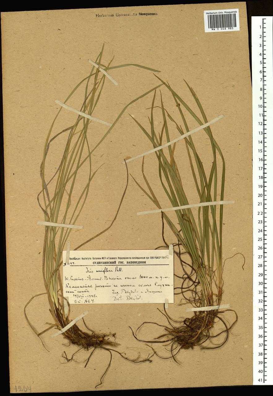 Iris uniflora Pall. ex Link, Siberia, Russian Far East (S6) (Russia)