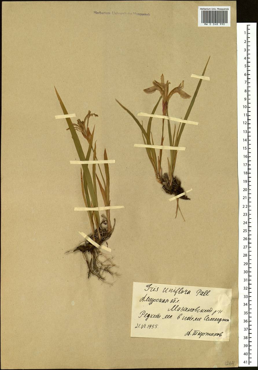 Iris uniflora Pall. ex Link, Siberia, Russian Far East (S6) (Russia)