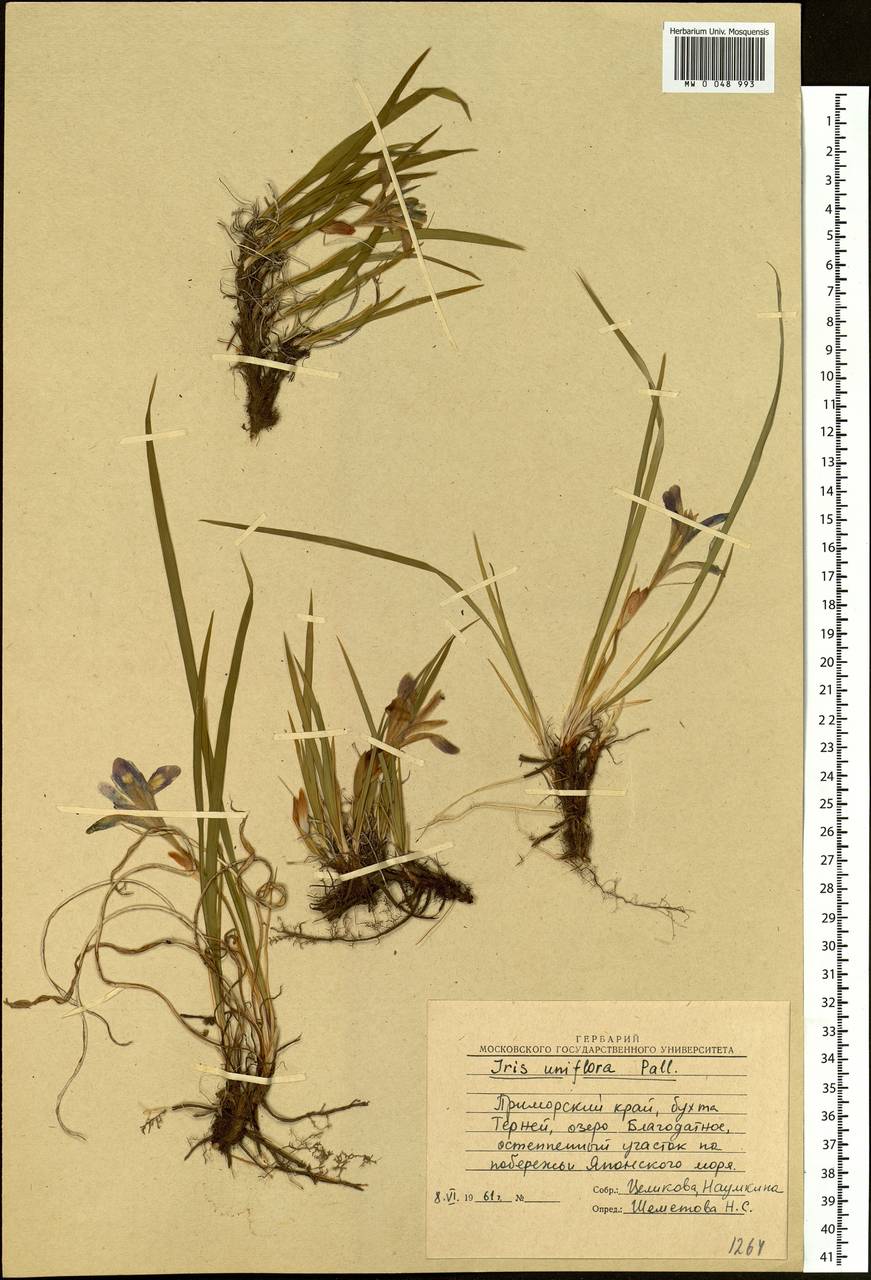 Iris uniflora Pall. ex Link, Siberia, Russian Far East (S6) (Russia)