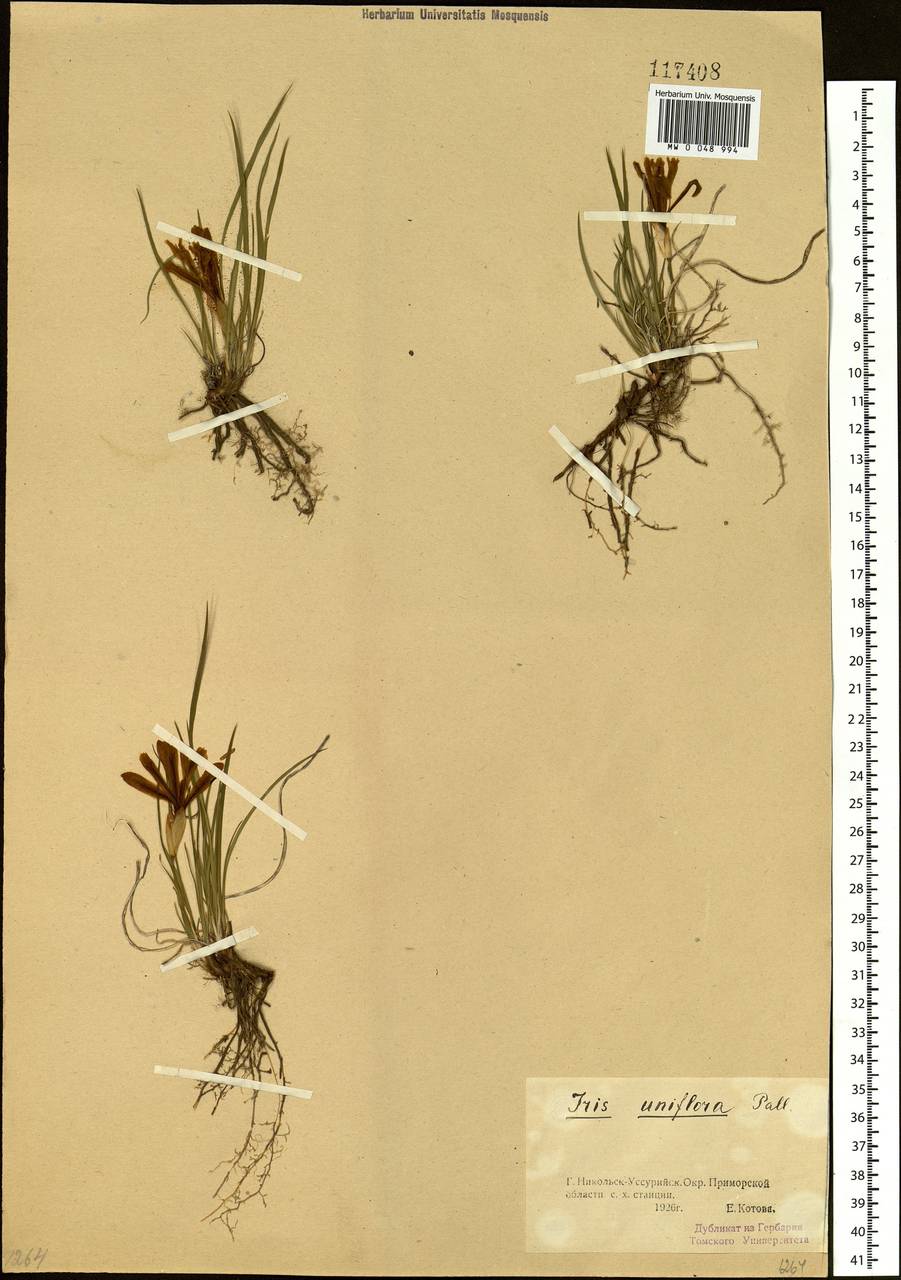 Iris uniflora Pall. ex Link, Siberia, Russian Far East (S6) (Russia)