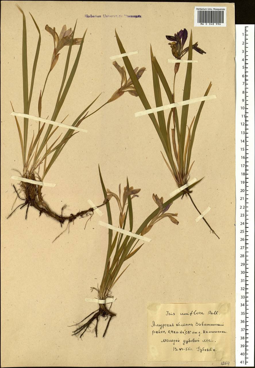 Iris uniflora Pall. ex Link, Siberia, Russian Far East (S6) (Russia)