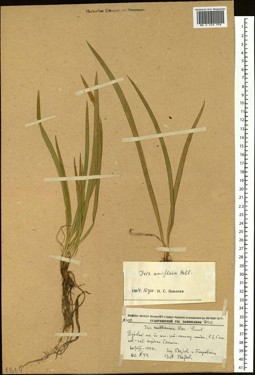 Iris uniflora Pall. ex Link, Siberia, Russian Far East (S6) (Russia)