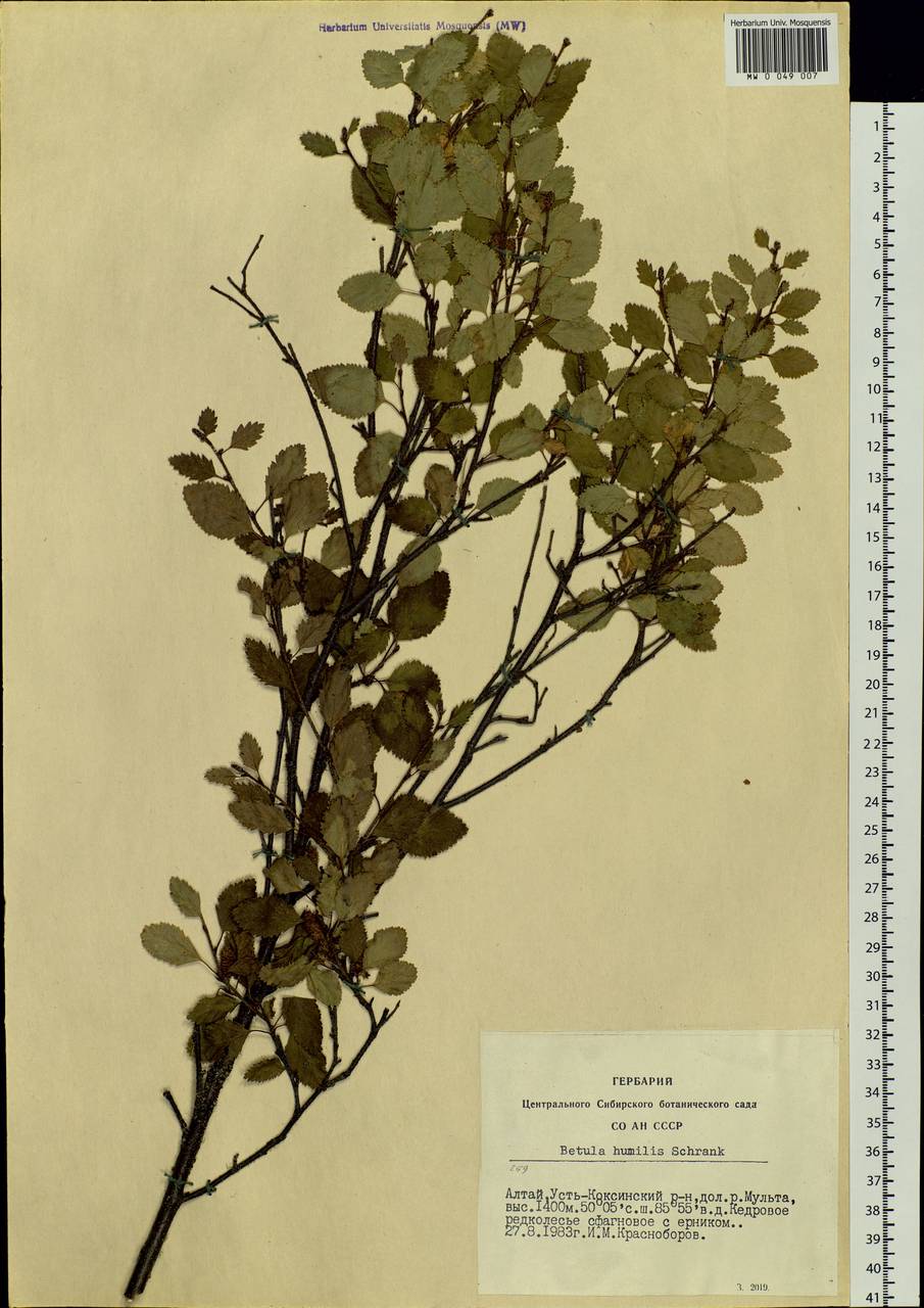 Betula humilis Schrank, Siberia, Altai & Sayany Mountains (S2) (Russia)