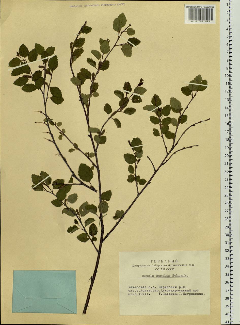 Betula humilis Schrank, Siberia, Altai & Sayany Mountains (S2) (Russia)