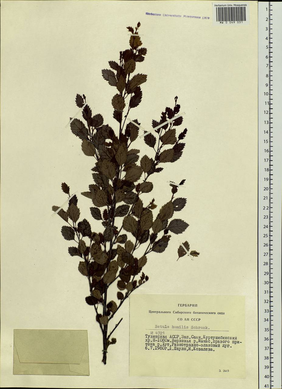 Betula humilis Schrank, Siberia, Altai & Sayany Mountains (S2) (Russia)