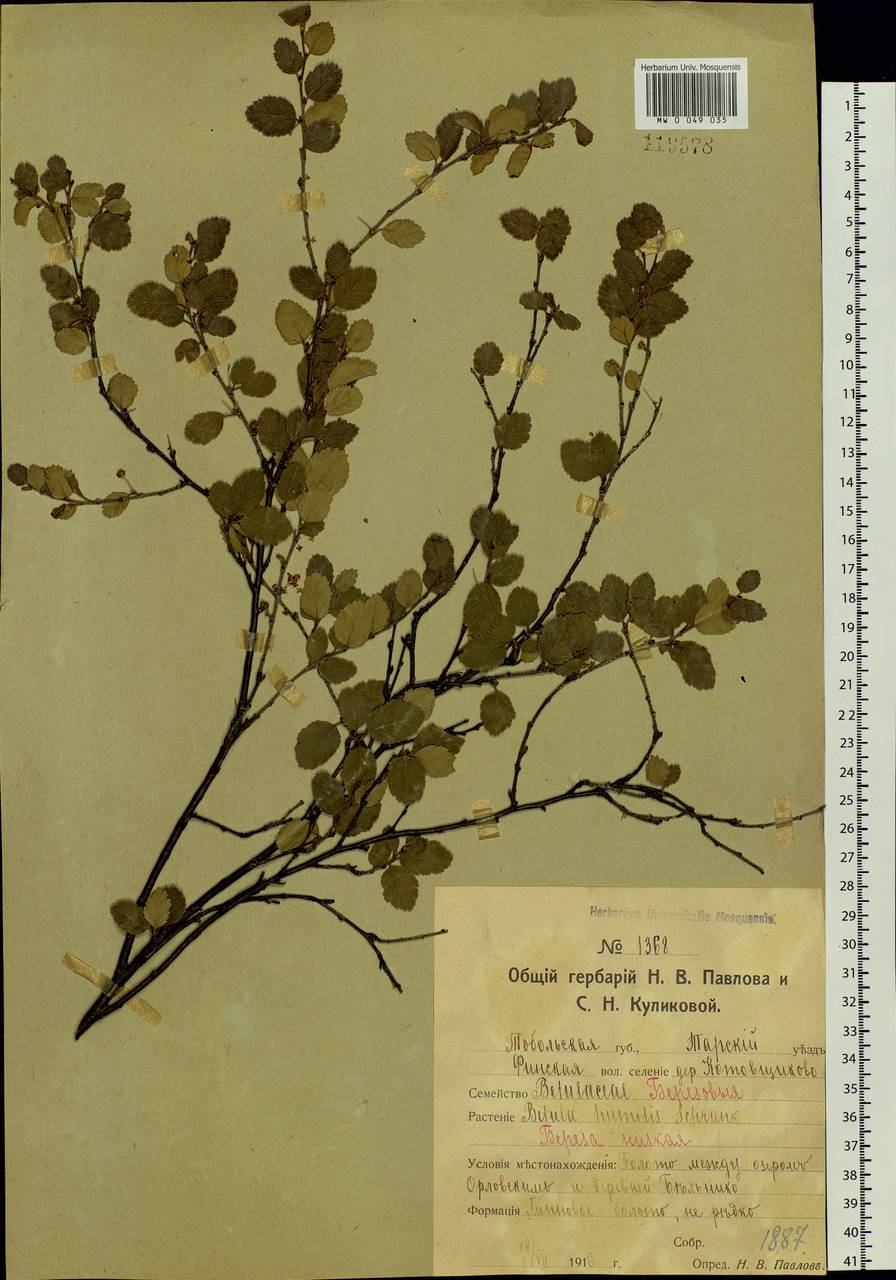 Betula humilis Schrank, Siberia, Western Siberia (S1) (Russia)
