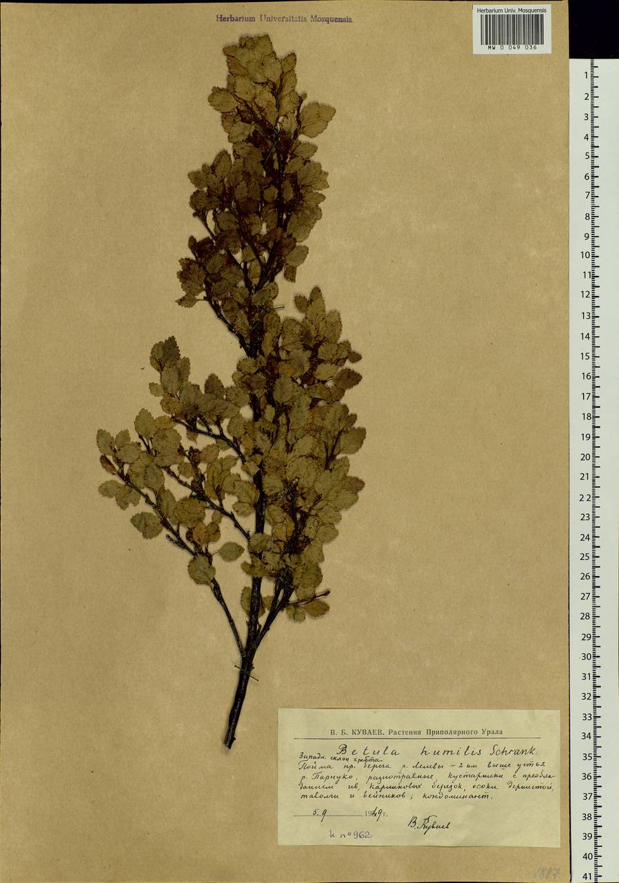 Betula humilis Schrank, Eastern Europe, Northern region (E1) (Russia)