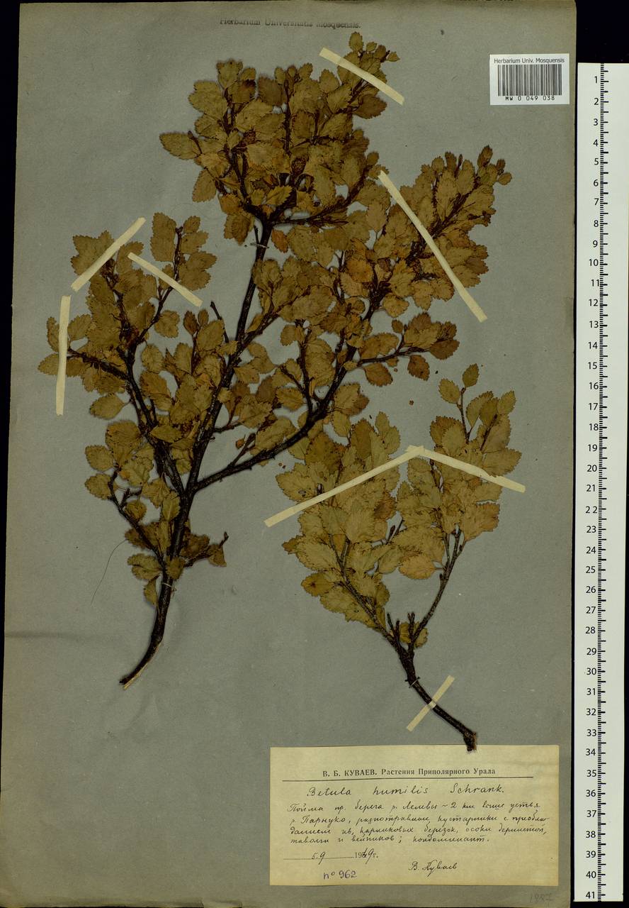 Betula humilis Schrank, Eastern Europe, Northern region (E1) (Russia)