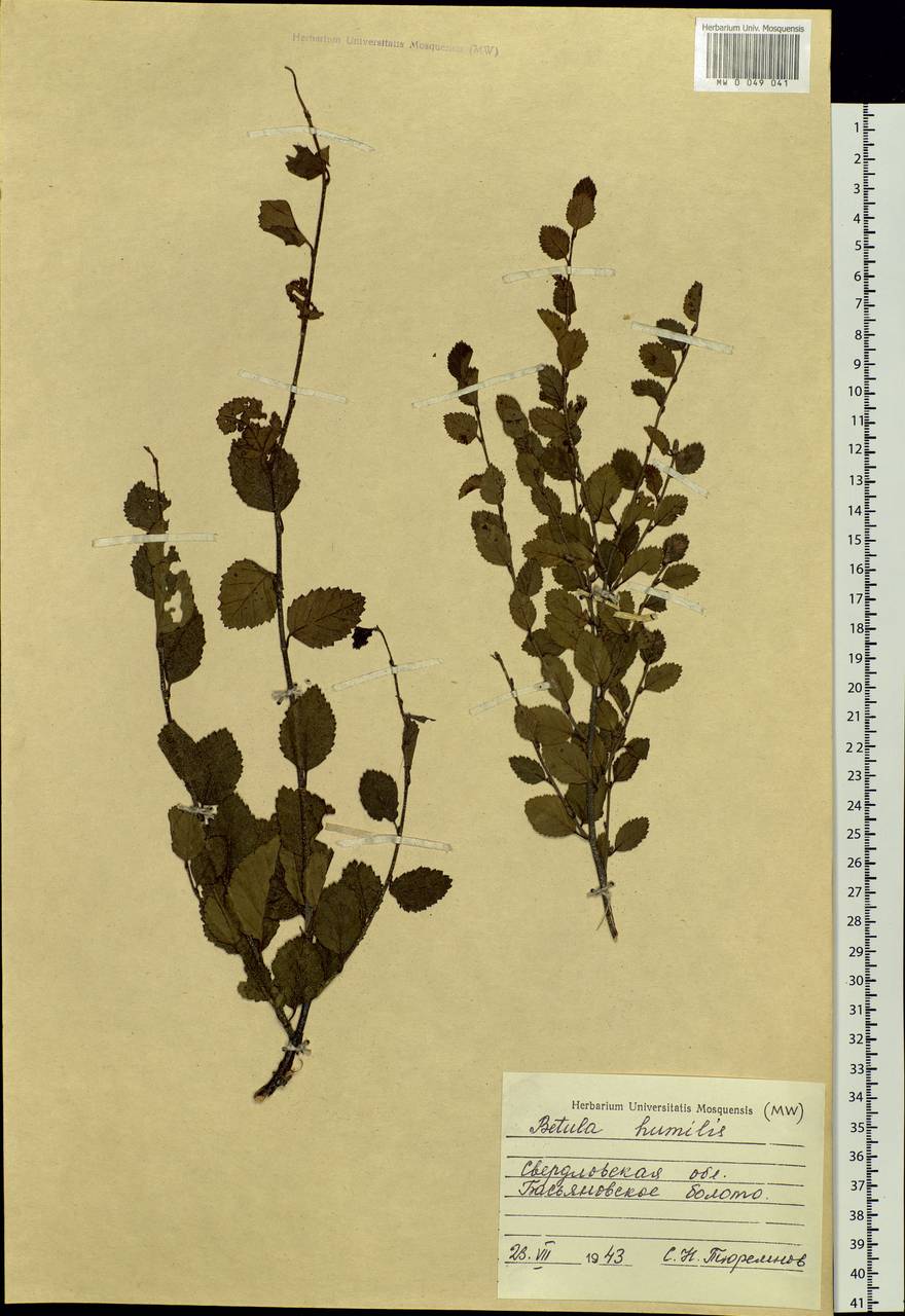 Betula humilis Schrank, Eastern Europe, Eastern region (E10) (Russia)