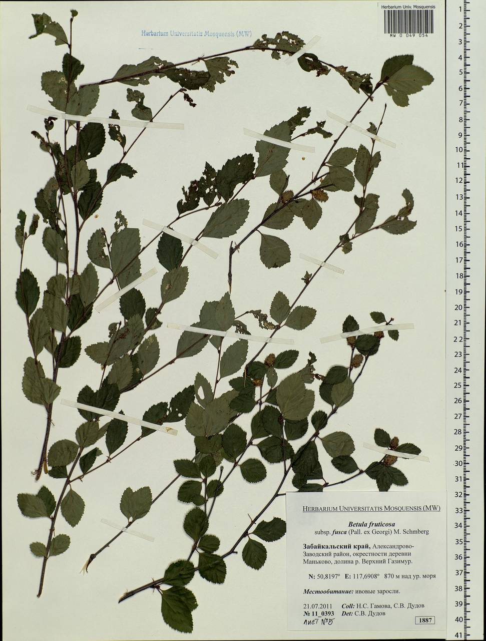 Betula fruticosa Pall., Siberia, Baikal & Transbaikal region (S4) (Russia)