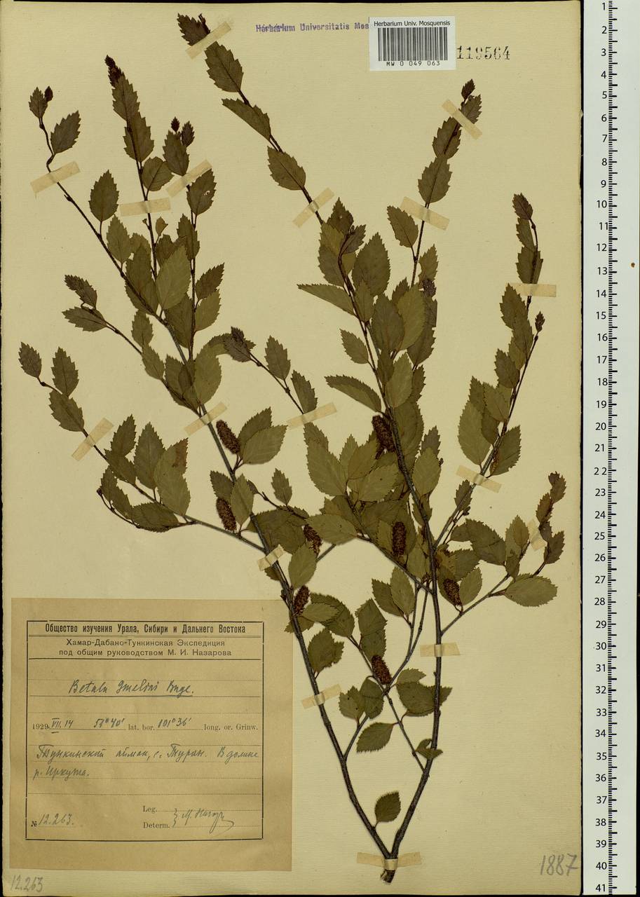 Betula fruticosa Pall., Siberia, Baikal & Transbaikal region (S4) (Russia)