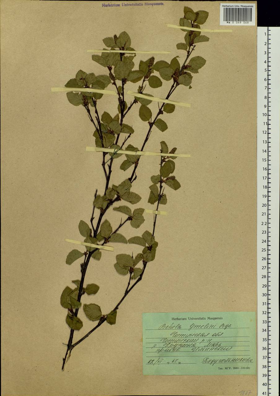 Betula fruticosa Pall., Siberia, Baikal & Transbaikal region (S4) (Russia)