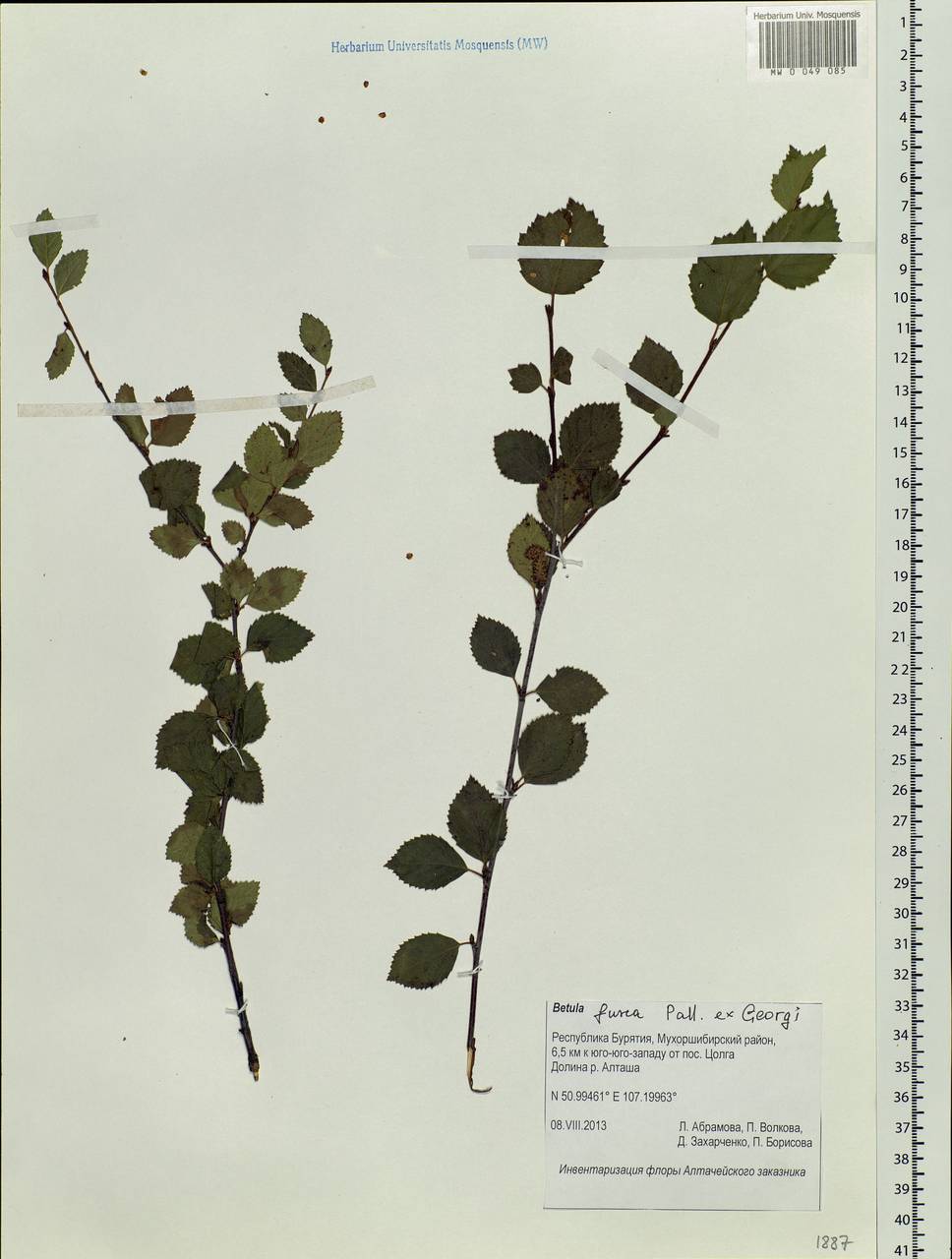 Betula fruticosa Pall., Siberia, Baikal & Transbaikal region (S4) (Russia)
