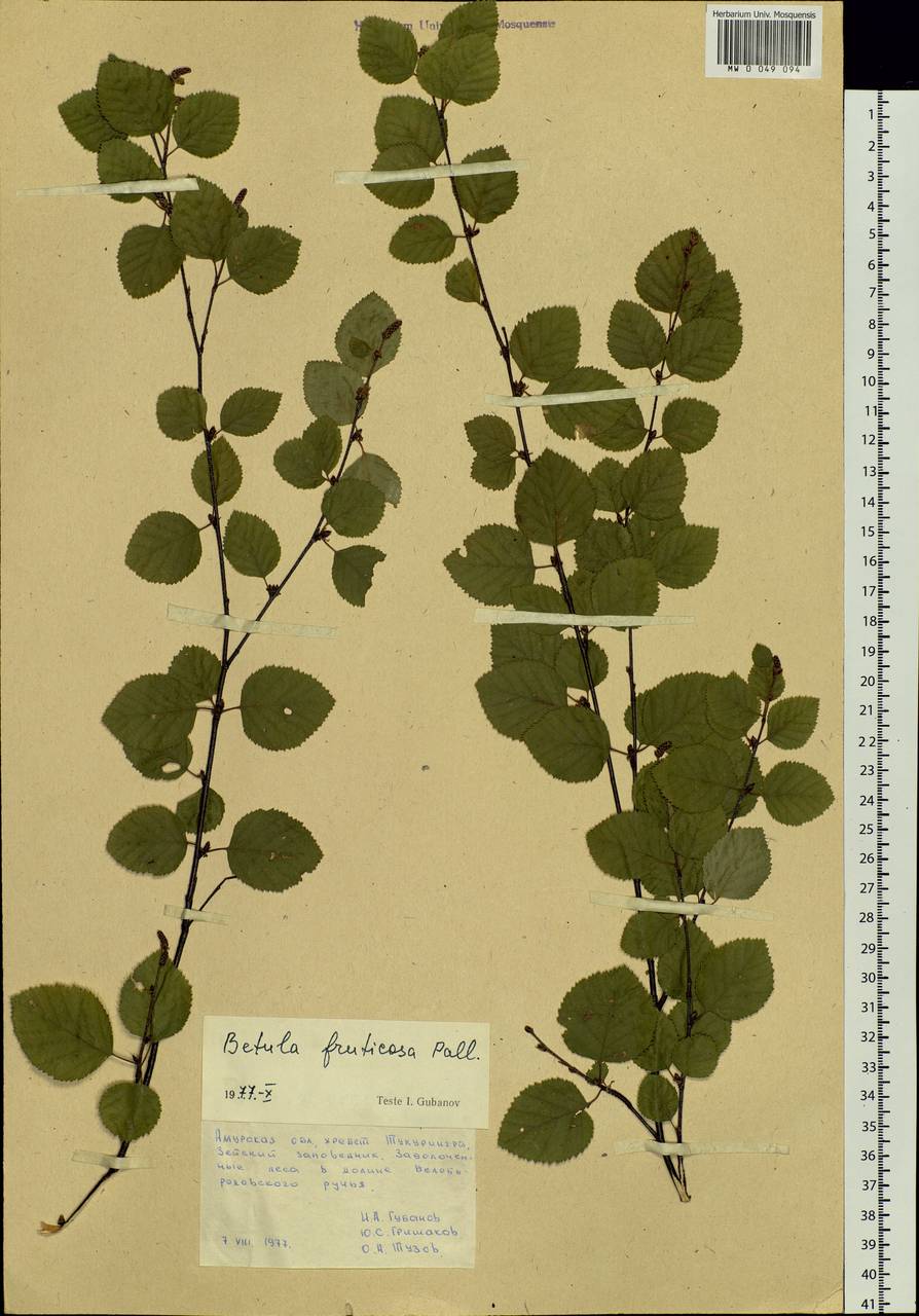 Betula fruticosa Pall., Siberia, Russian Far East (S6) (Russia)