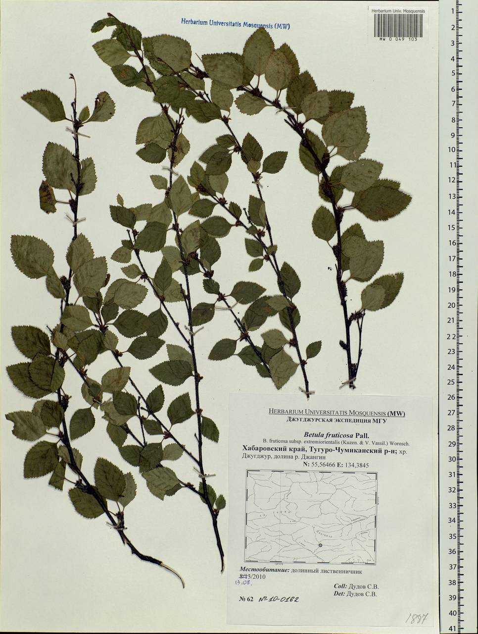 Betula fruticosa Pall., Siberia, Russian Far East (S6) (Russia)