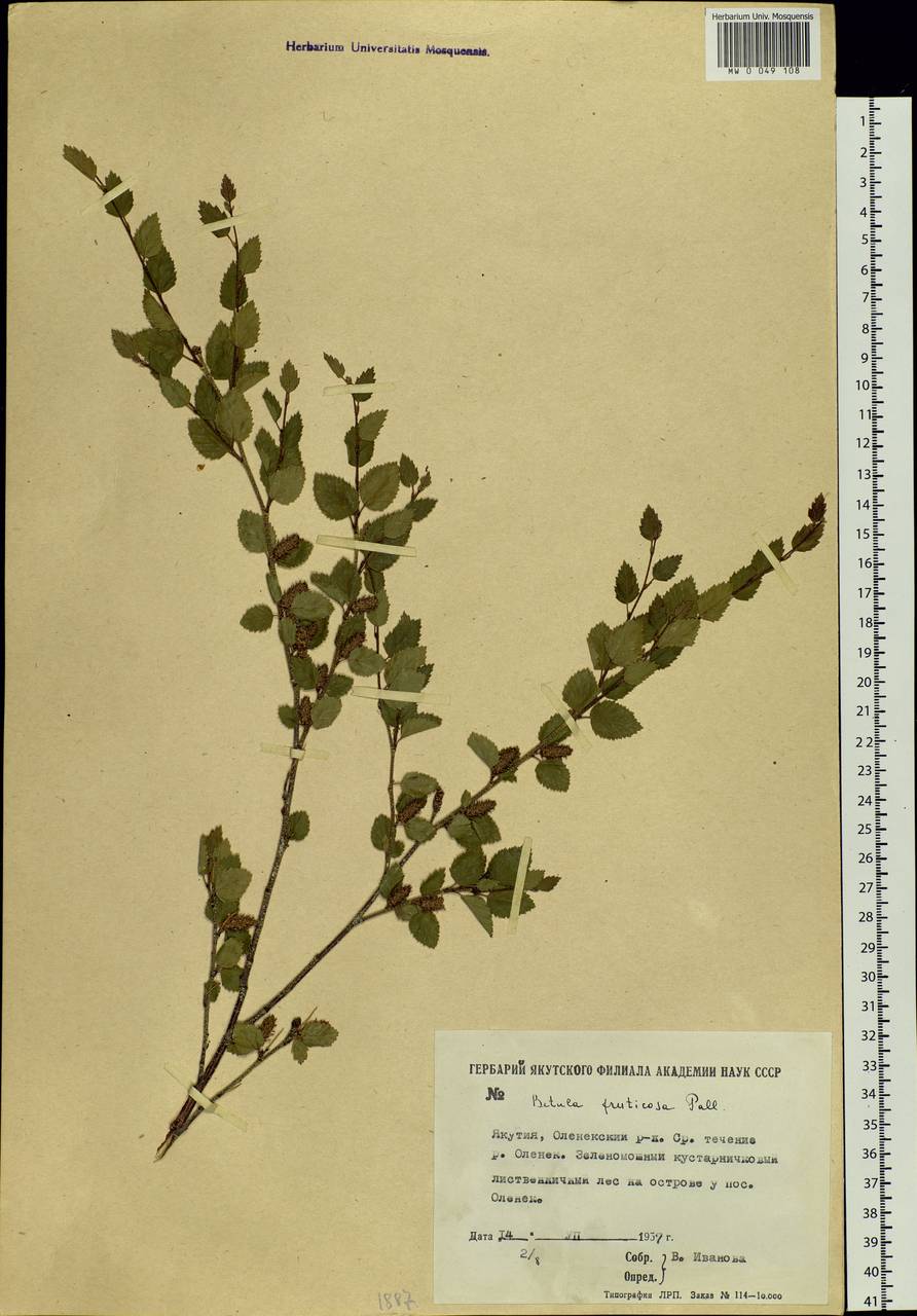 Betula fruticosa Pall., Siberia, Yakutia (S5) (Russia)