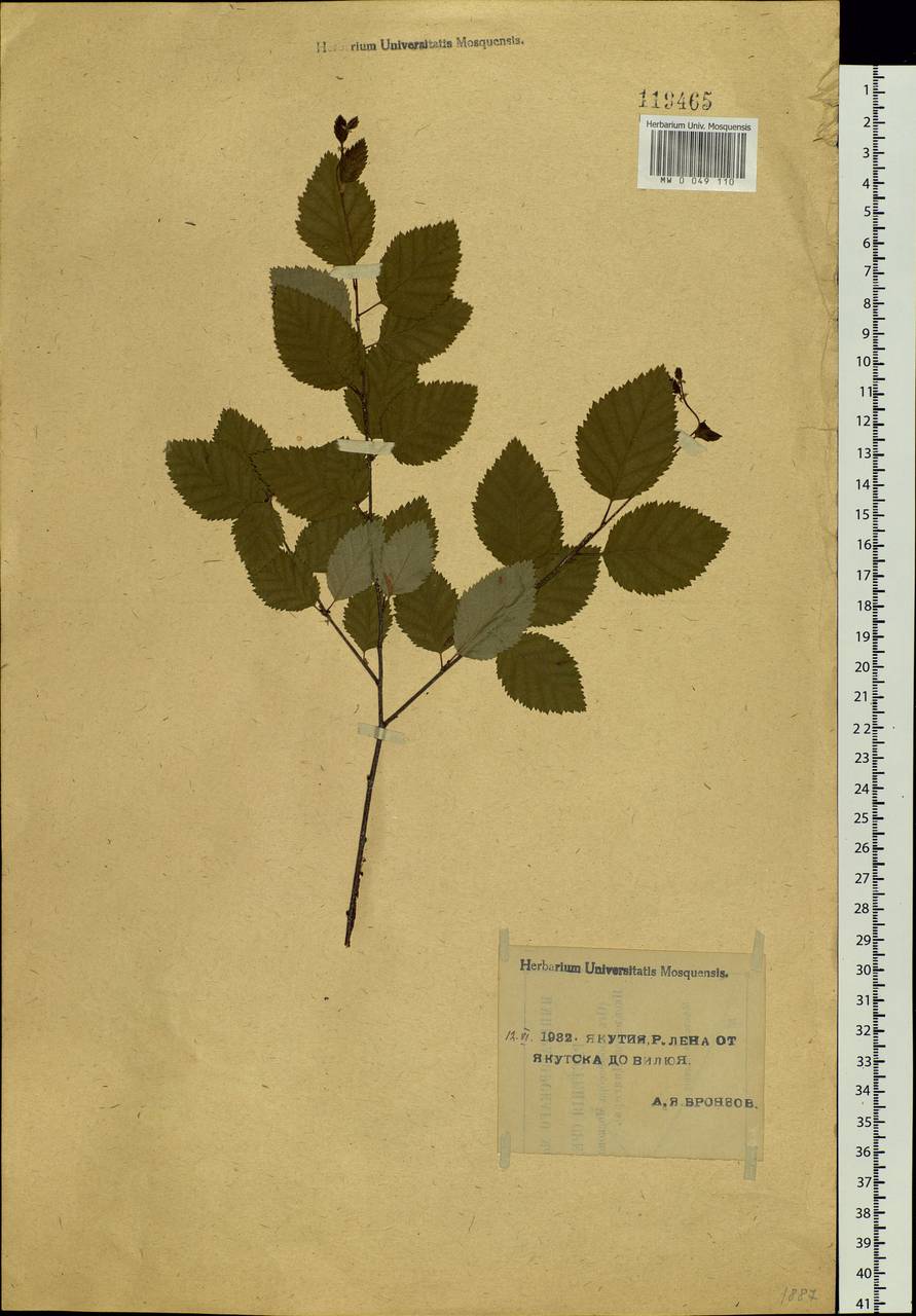 Betula fruticosa Pall., Siberia, Yakutia (S5) (Russia)