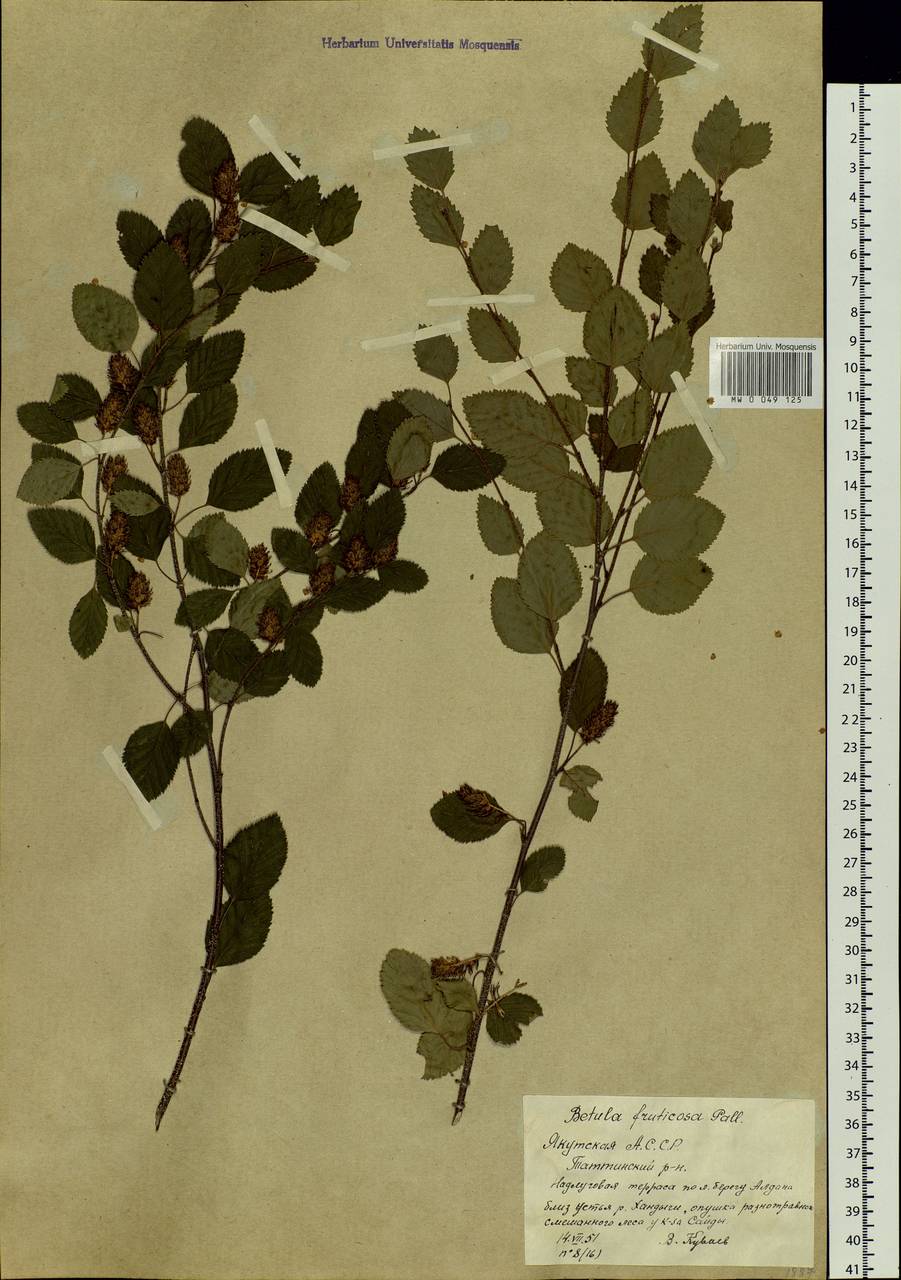 Betula fruticosa Pall., Siberia, Yakutia (S5) (Russia)