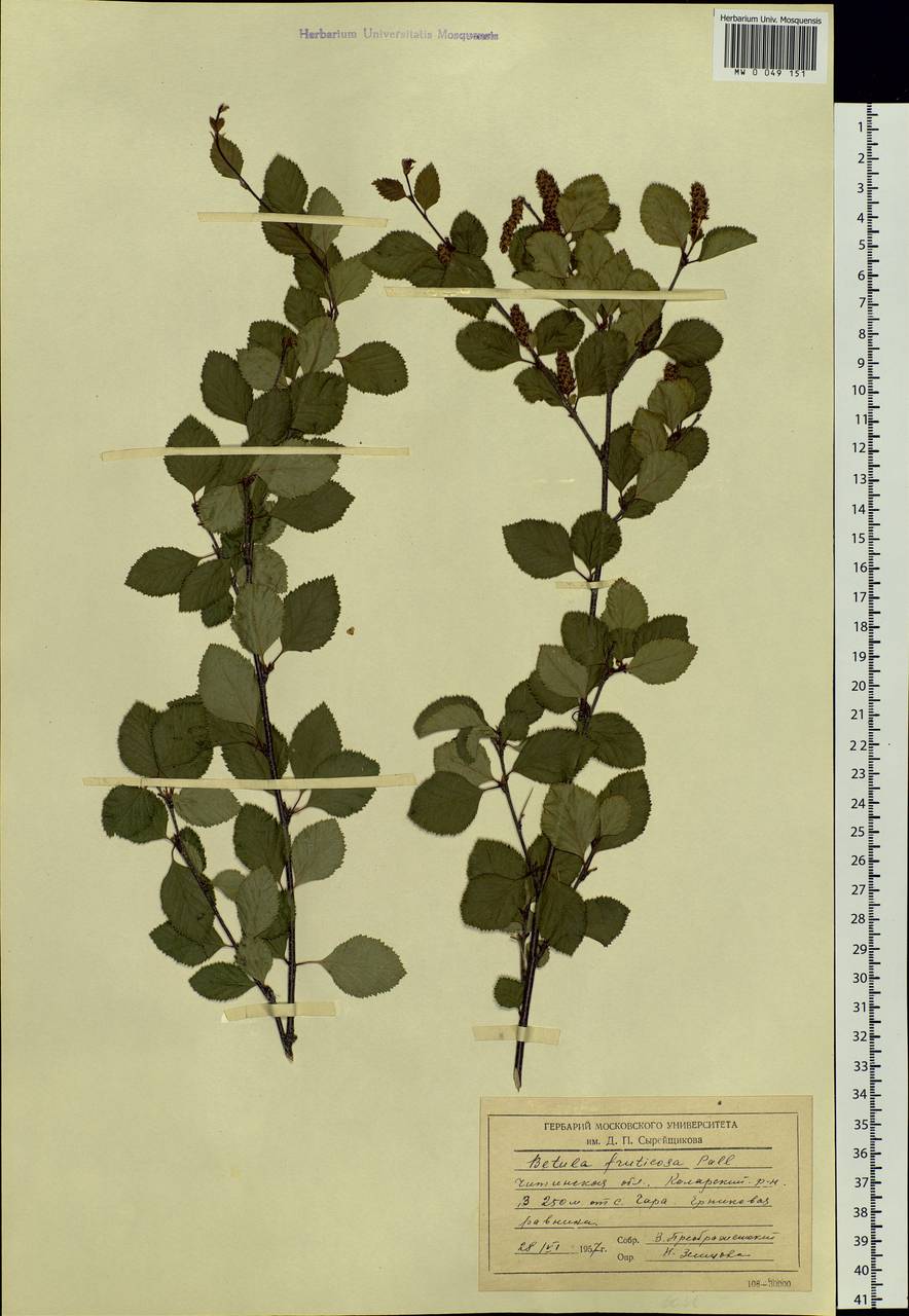 Betula fruticosa Pall., Siberia, Baikal & Transbaikal region (S4) (Russia)