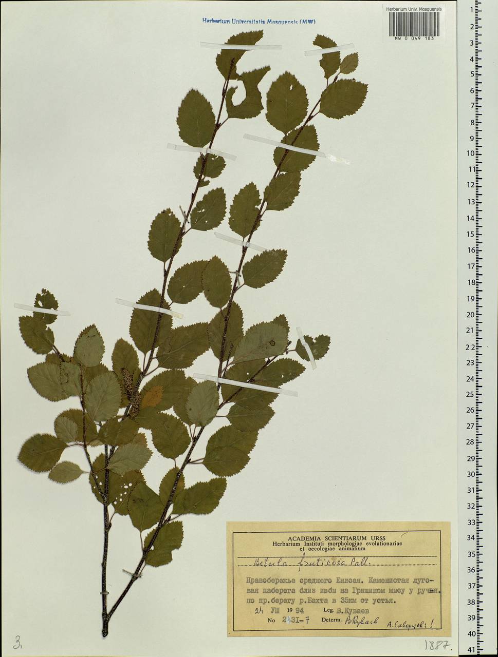 Betula fruticosa Pall., Siberia, Central Siberia (S3) (Russia)