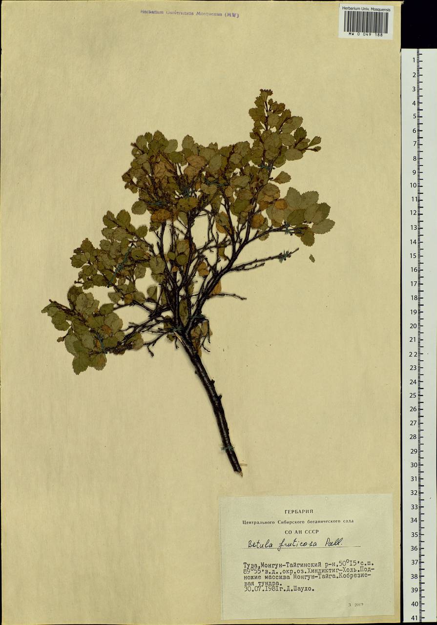 Betula fruticosa Pall., Siberia, Altai & Sayany Mountains (S2) (Russia)