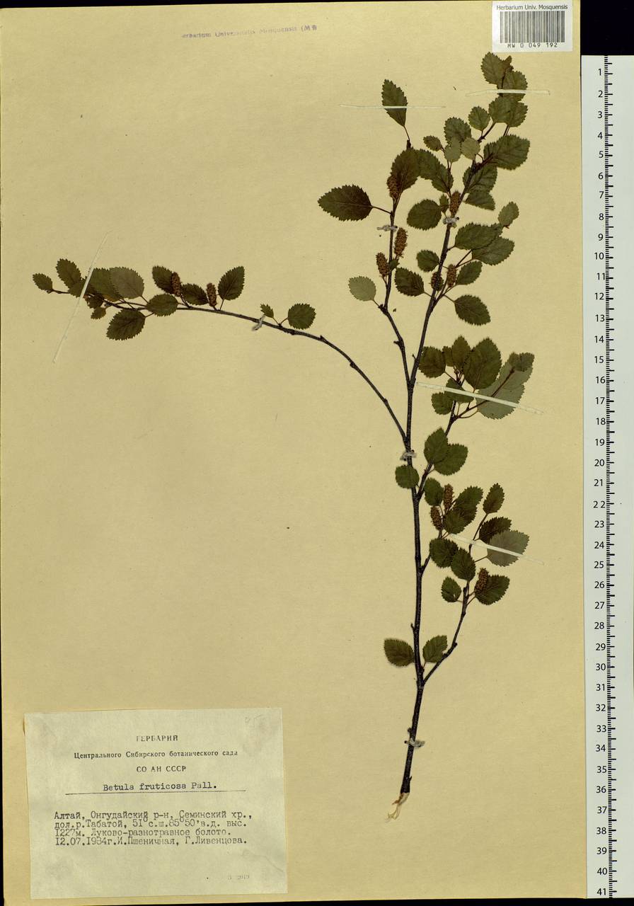 Betula fruticosa Pall., Siberia, Altai & Sayany Mountains (S2) (Russia)