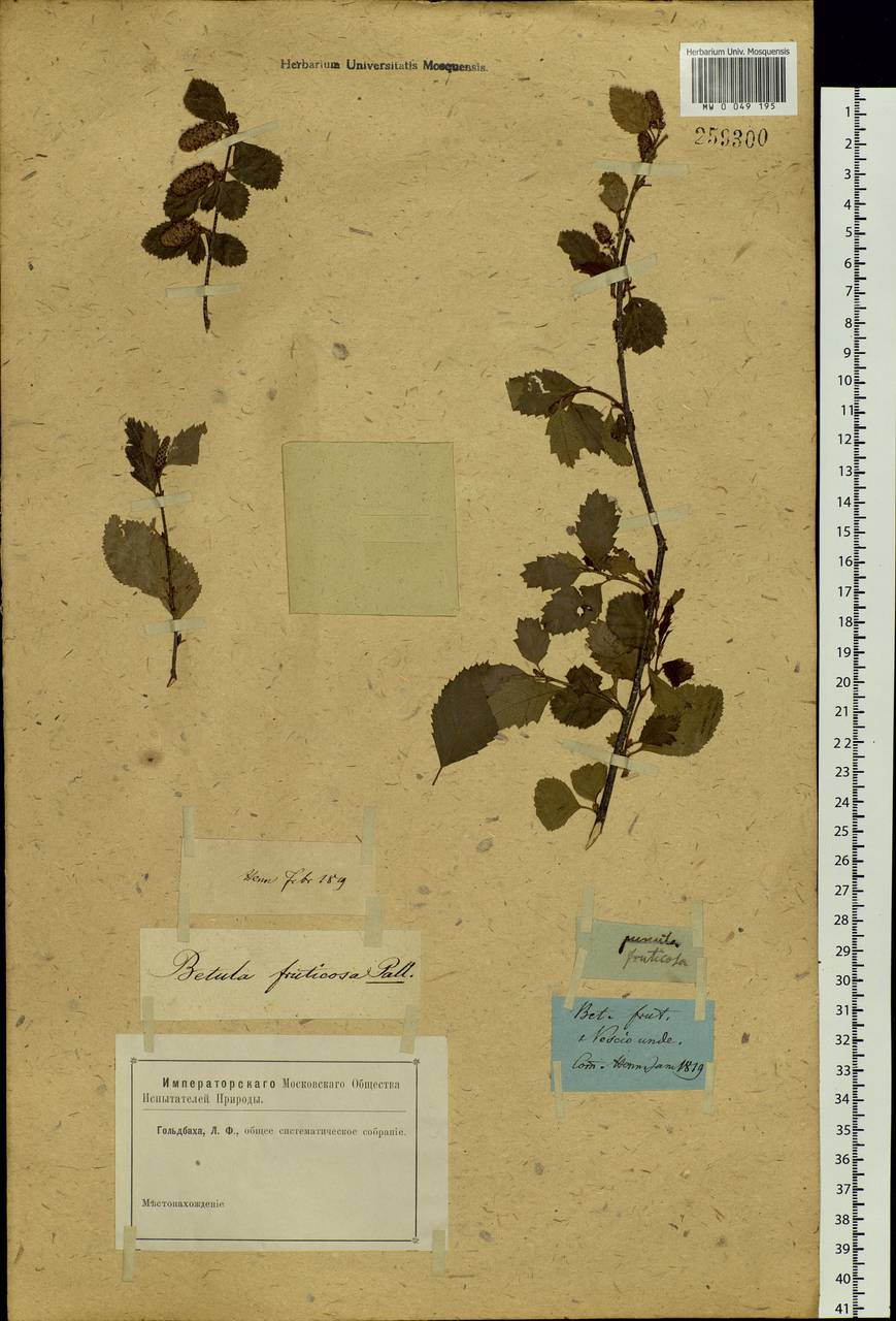 Betula fruticosa Pall., Siberia (no precise locality) (S0) (Russia)