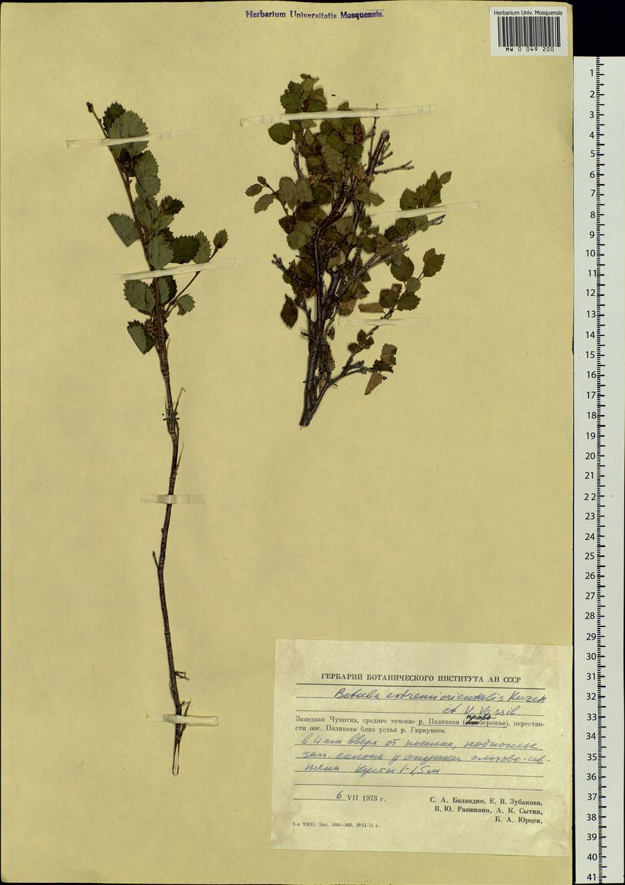 Betula humilis Schrank, Siberia, Chukotka & Kamchatka (S7) (Russia)