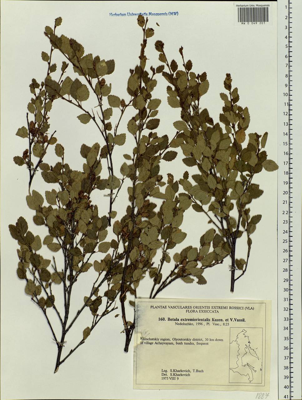 Betula humilis Schrank, Siberia, Chukotka & Kamchatka (S7) (Russia)