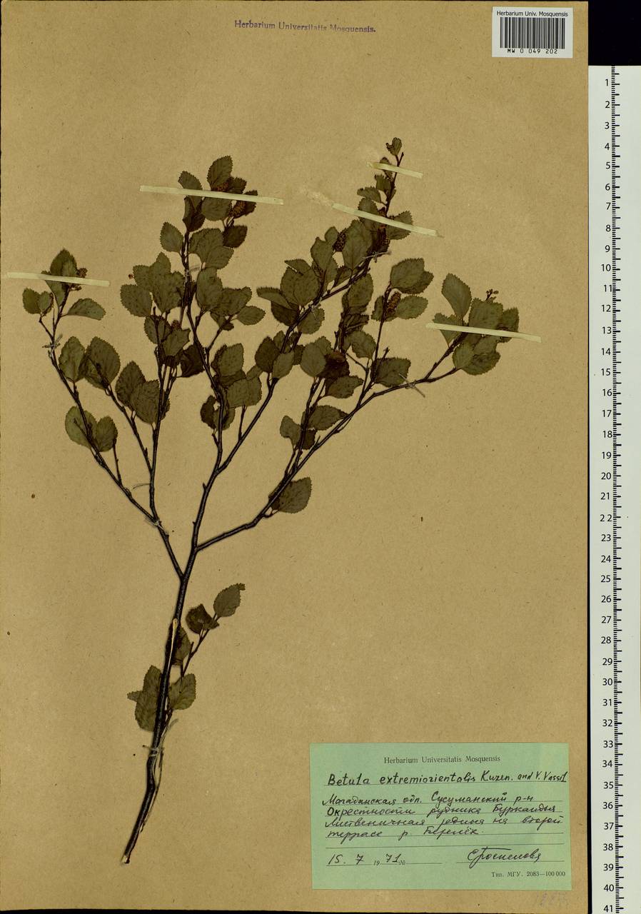 Betula humilis Schrank, Siberia, Chukotka & Kamchatka (S7) (Russia)