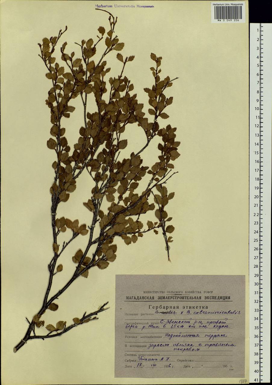 Betula humilis Schrank, Siberia, Chukotka & Kamchatka (S7) (Russia)