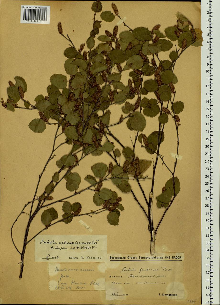 Betula humilis Schrank, Siberia, Yakutia (S5) (Russia)