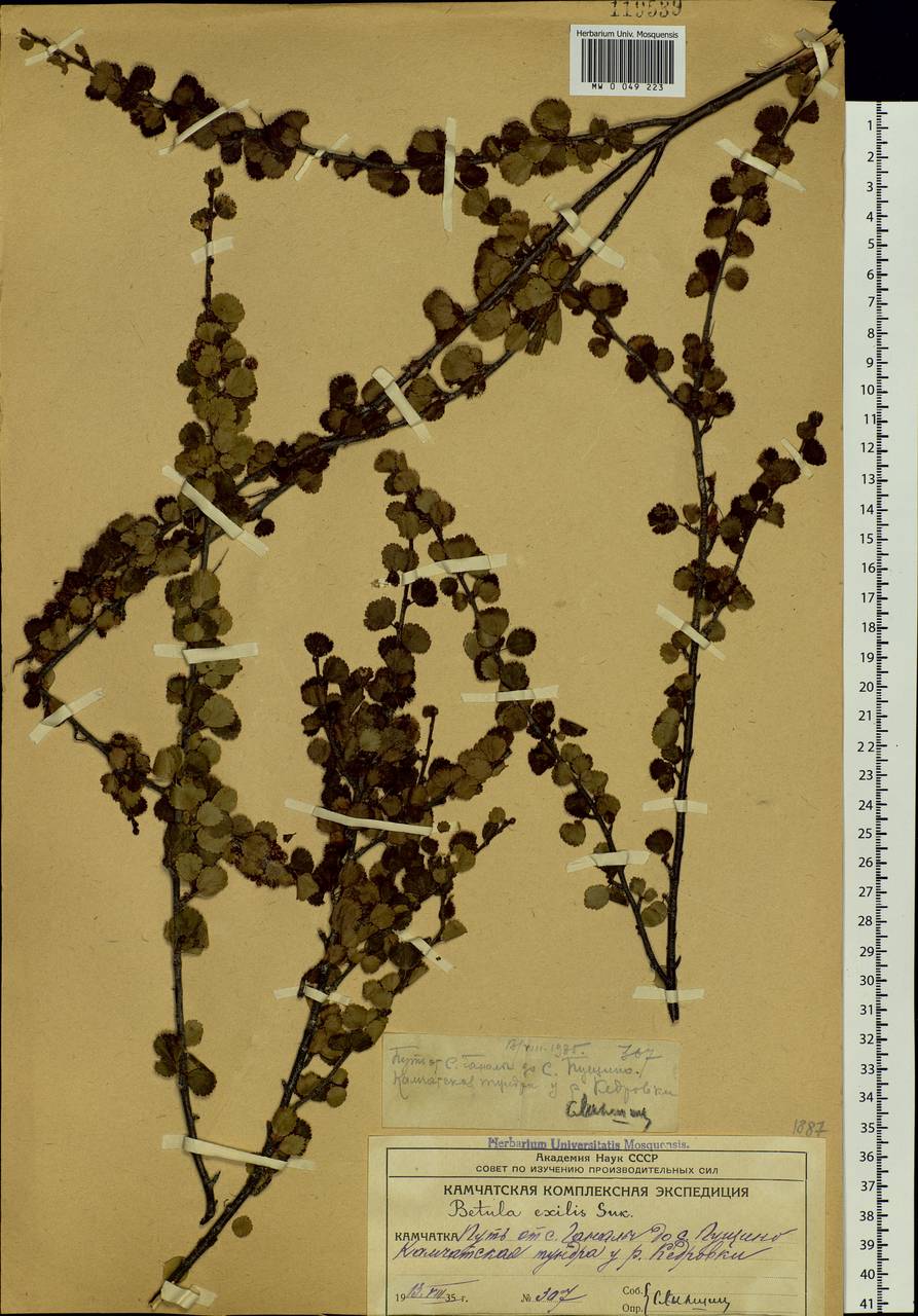 Betula glandulosa Michx., Siberia, Chukotka & Kamchatka (S7) (Russia)