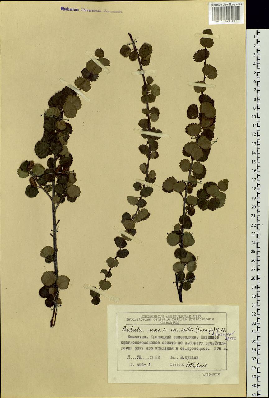 Betula glandulosa Michx., Siberia, Chukotka & Kamchatka (S7) (Russia)