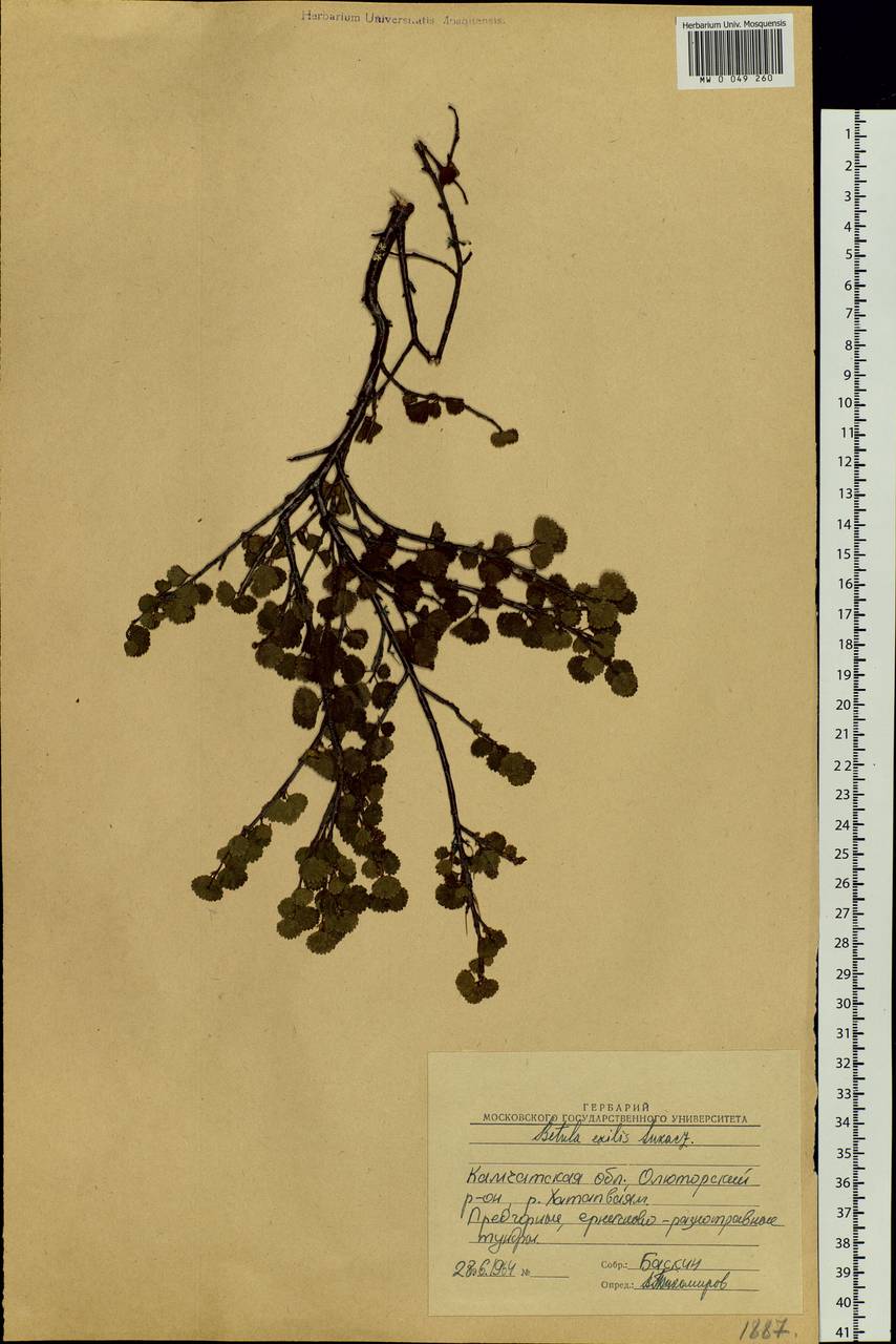 Betula glandulosa Michx., Siberia, Chukotka & Kamchatka (S7) (Russia)