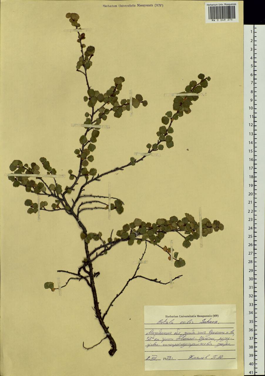 Betula glandulosa Michx., Siberia, Chukotka & Kamchatka (S7) (Russia)