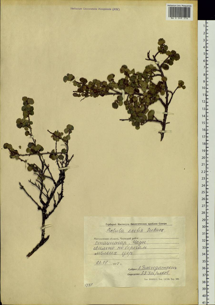 Betula glandulosa Michx., Siberia, Chukotka & Kamchatka (S7) (Russia)