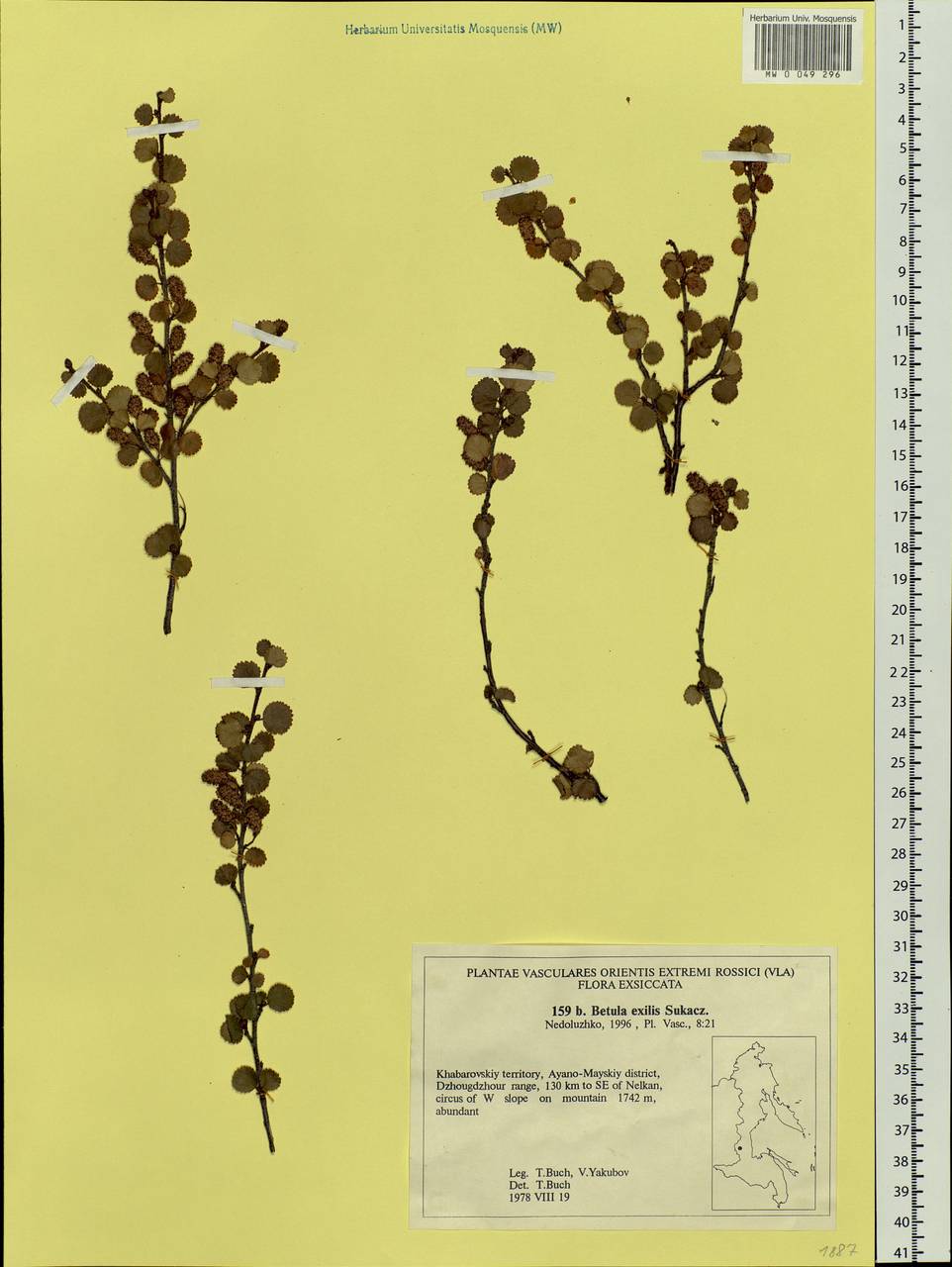 Betula glandulosa Michx., Siberia, Russian Far East (S6) (Russia)