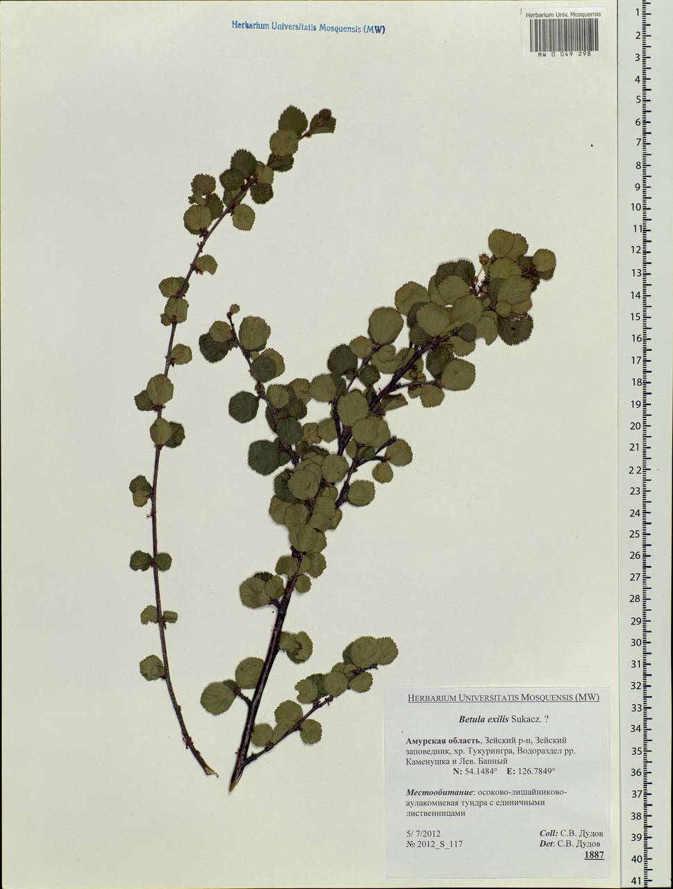 Betula glandulosa Michx., Siberia, Russian Far East (S6) (Russia)