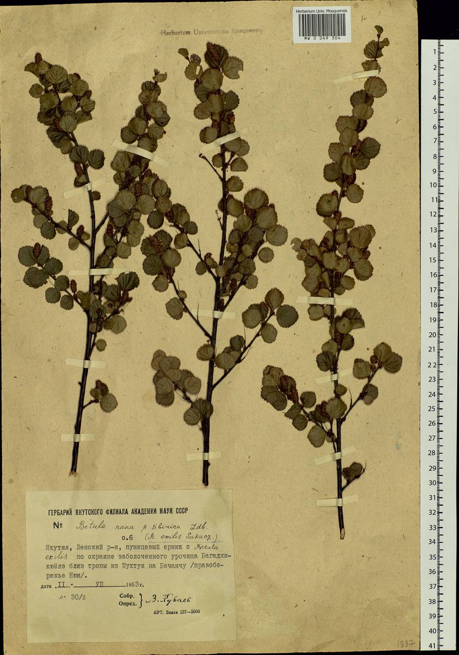 Betula glandulosa Michx., Siberia, Yakutia (S5) (Russia)
