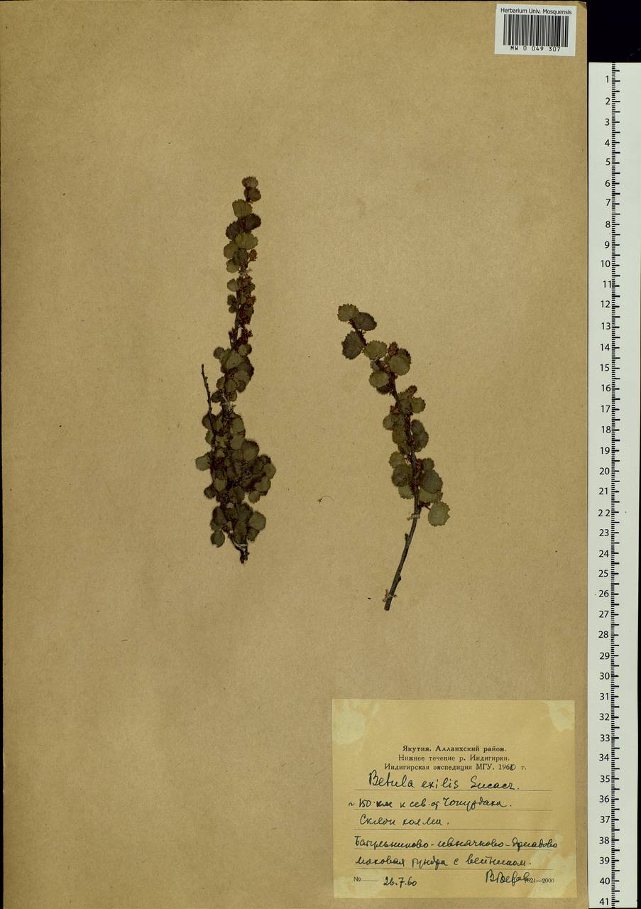 Betula glandulosa Michx., Siberia, Yakutia (S5) (Russia)