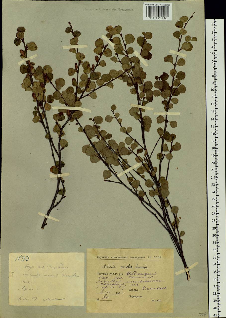 Betula glandulosa Michx., Siberia, Yakutia (S5) (Russia)