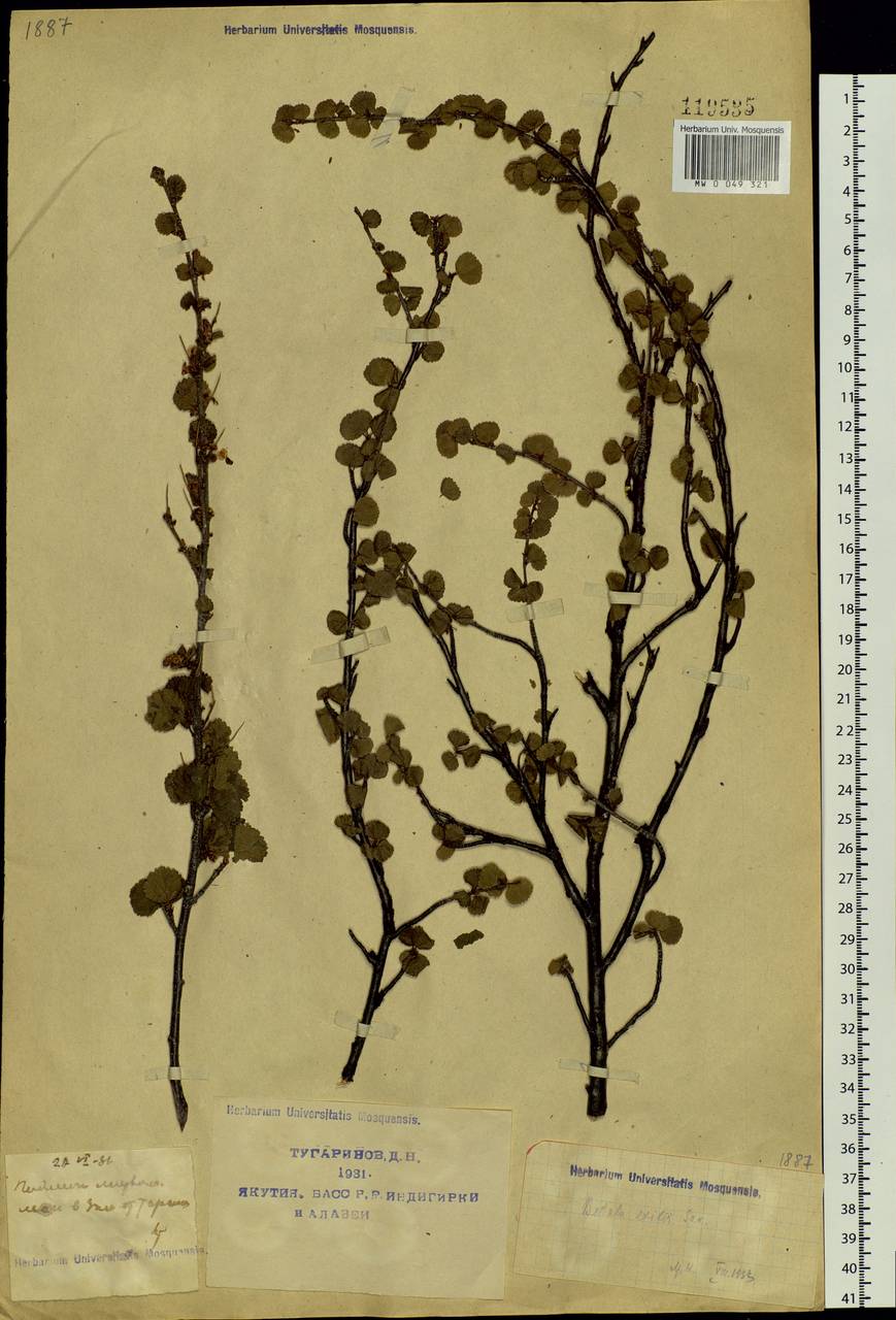 Betula glandulosa Michx., Siberia, Yakutia (S5) (Russia)