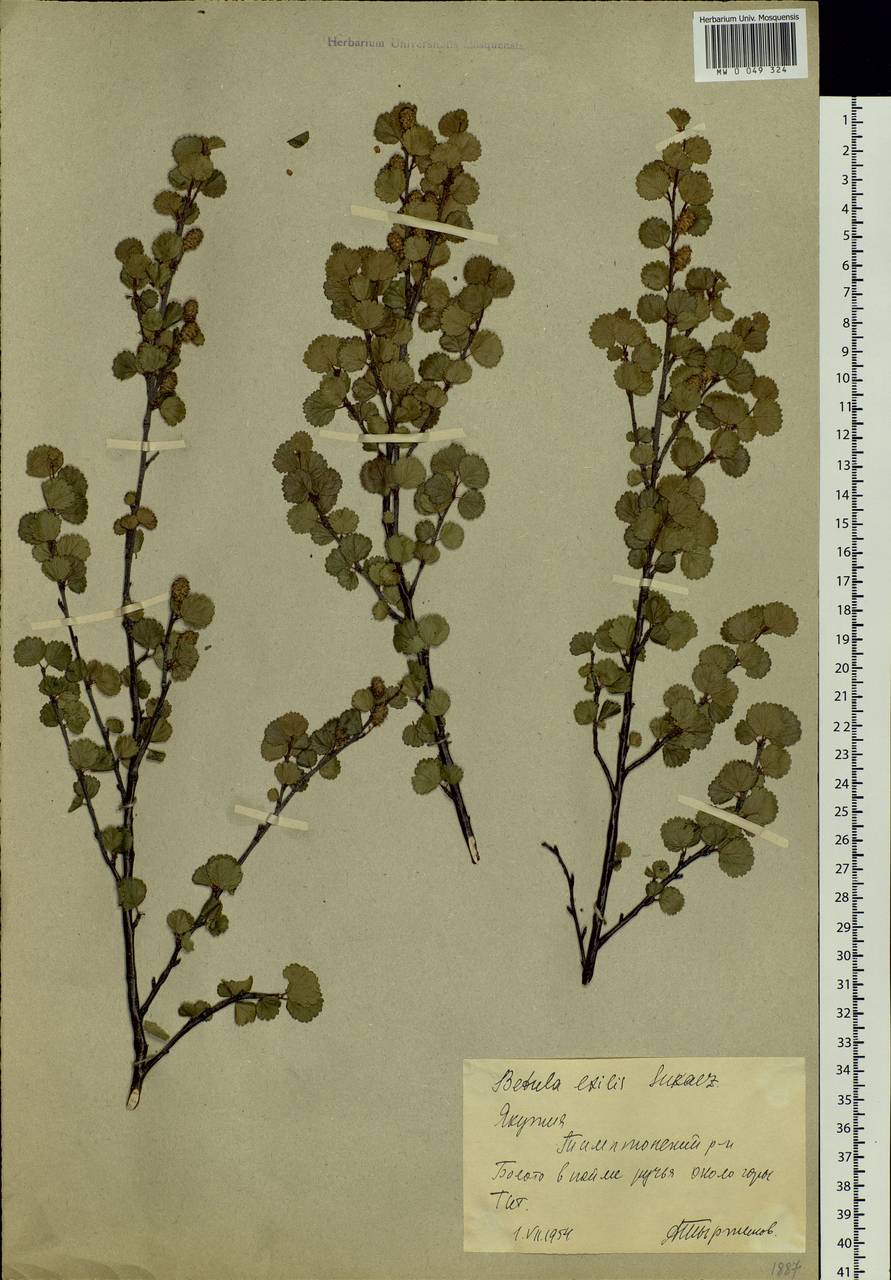 Betula glandulosa Michx., Siberia, Yakutia (S5) (Russia)