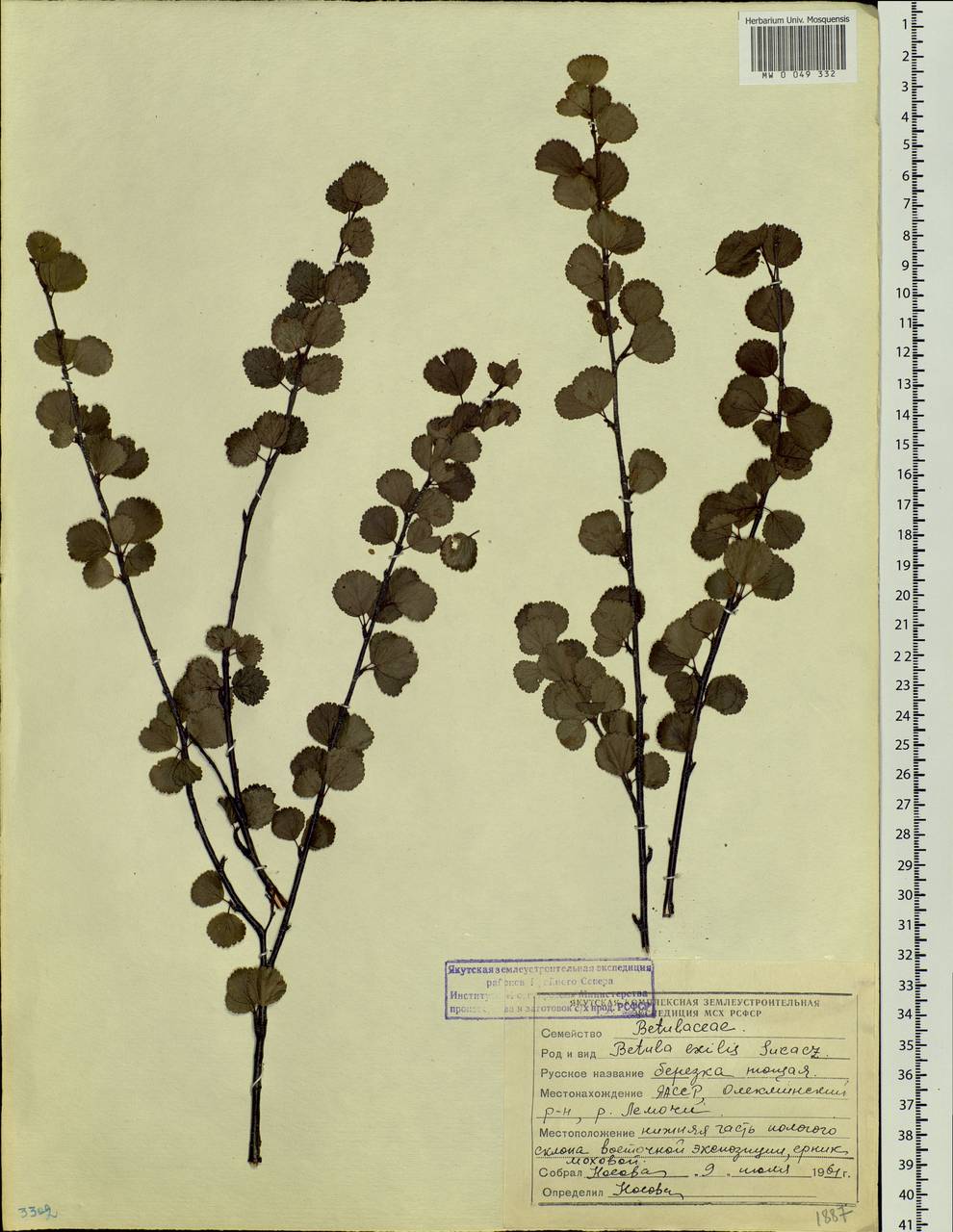 Betula glandulosa Michx., Siberia, Yakutia (S5) (Russia)