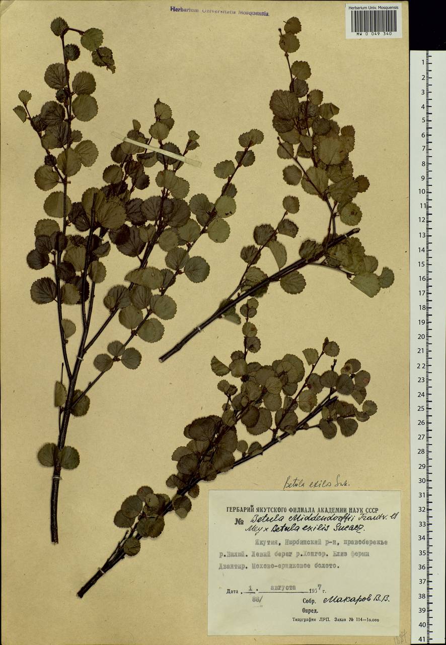 Betula glandulosa Michx., Siberia, Yakutia (S5) (Russia)