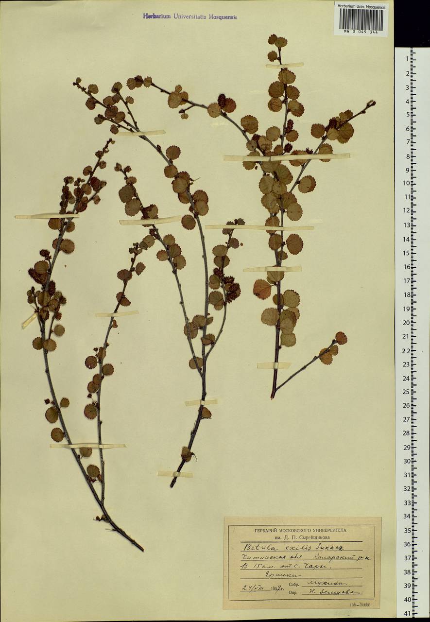 Betula glandulosa Michx., Siberia, Baikal & Transbaikal region (S4) (Russia)