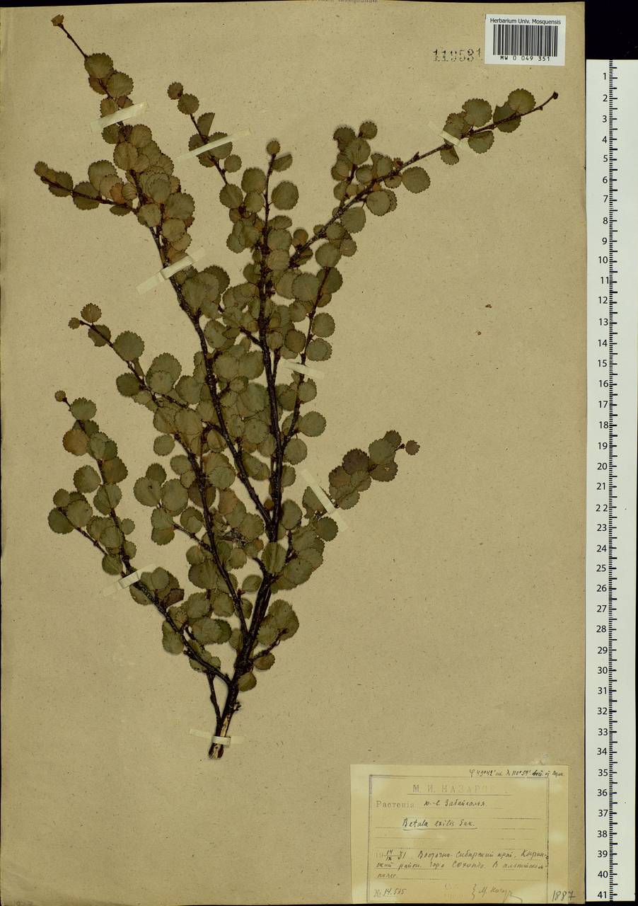 Betula glandulosa Michx., Siberia, Baikal & Transbaikal region (S4) (Russia)