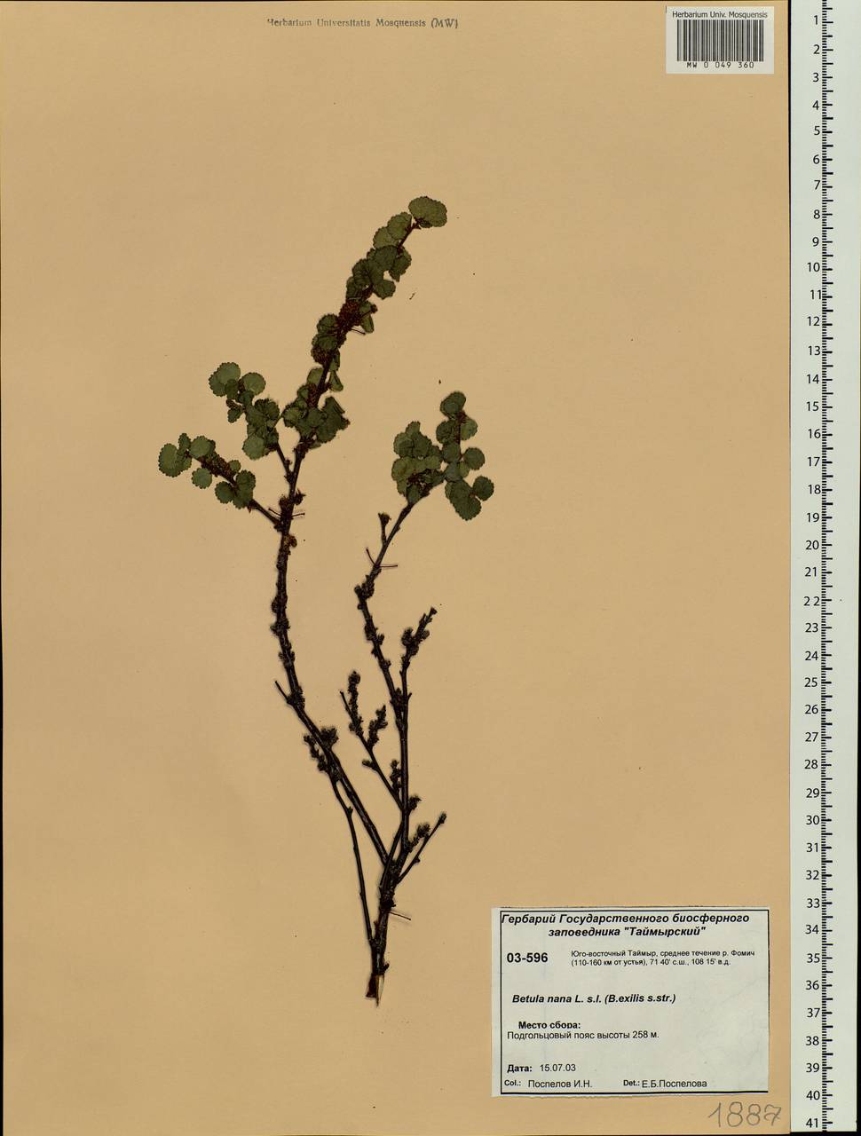Betula glandulosa Michx., Siberia, Central Siberia (S3) (Russia)