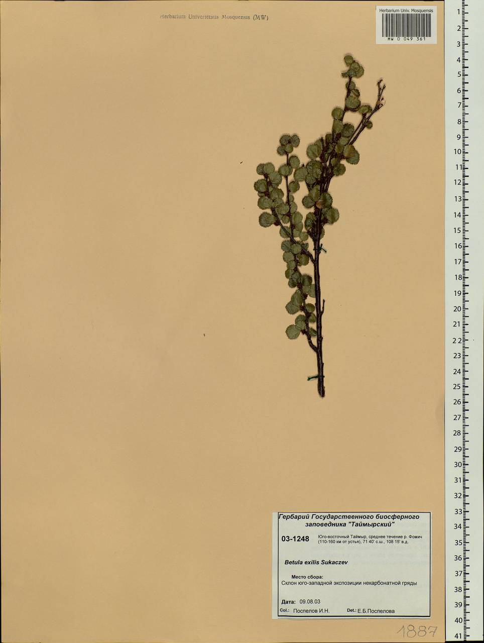 Betula glandulosa Michx., Siberia, Central Siberia (S3) (Russia)